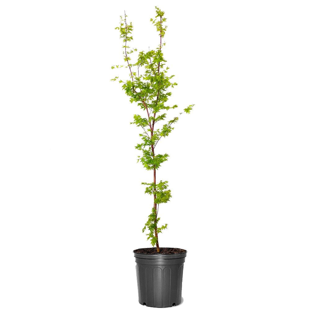 Expert Gardener 3-4 ft tall Green Japanese Maple Tree in 7 gal. Grower Pot