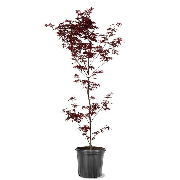 Expert Gardener 3-4 ft tall Japanese Maple Tree in 7 gal. Grower Pot