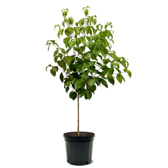 Expert Gardener 3-4 ft. tall Kousa Aurora White Dogwood Live Tree in 7-Gallon Grower Pot