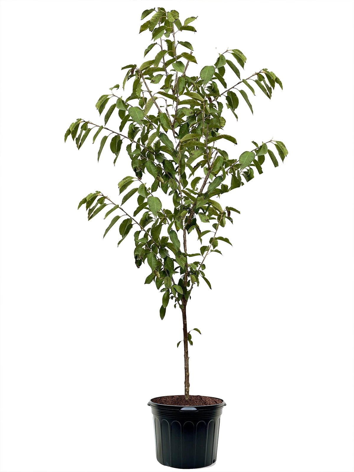 Expert Gardener 3-4 ft tall Lambert Fruiting Cherry Live Tree in 7-Gallon Grower Pot