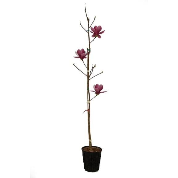 Expert Gardener 3-4' Magnolia Japanese Rose Marie Live Tree in 2 gal. Grower Pot