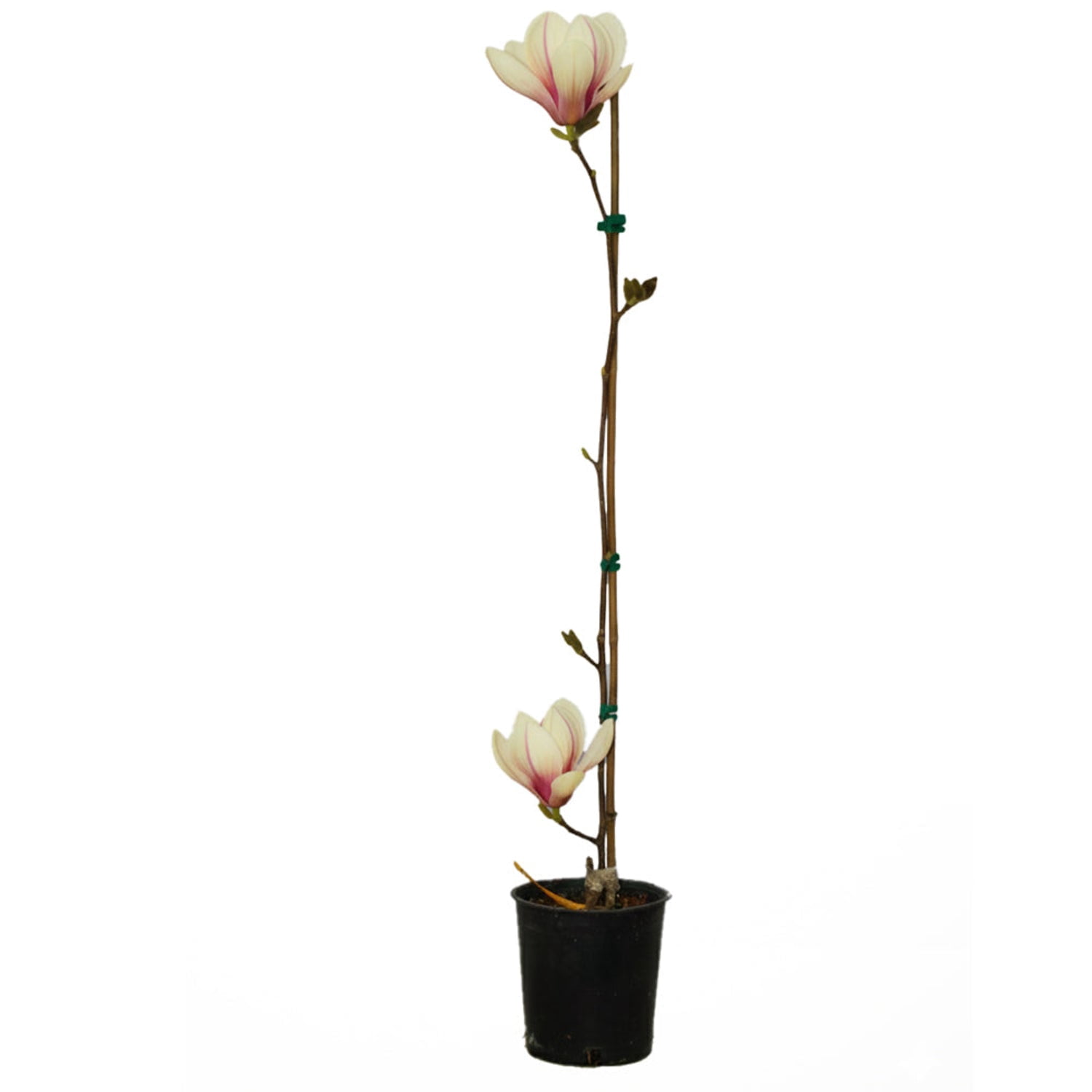 Expert Gardener 3-4' Magnolia Japanese Sunsation Live Tree in 2 gal. Grower Pot