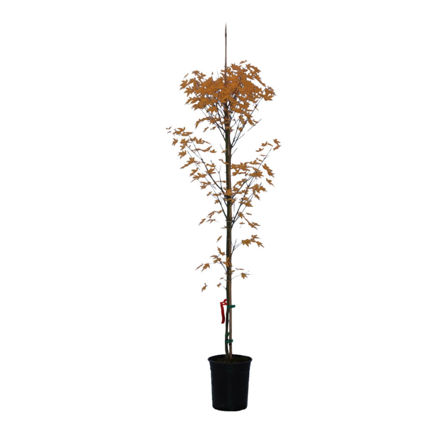Expert Gardener 3-4' Maple Japanese Orangeola Live Tree in 1 gal. Grower Pot