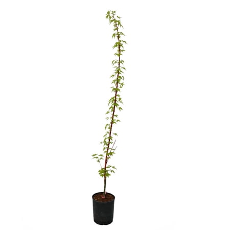 Expert Gardener 3-4' Maple Vine Pacific Fire in 1 gal. Grower Pot