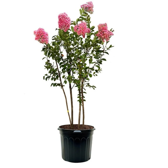 Expert Gardener 3-4 ft tall Miami Crape Myrtle Live Tree in 7-Gallon Grower Pot