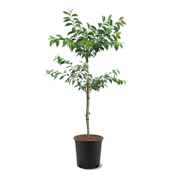 Expert Gardener 3-4 ft. tall Mt. Fuji White Flowering Cherry Live Tree in 7-Gallon Grower Pot