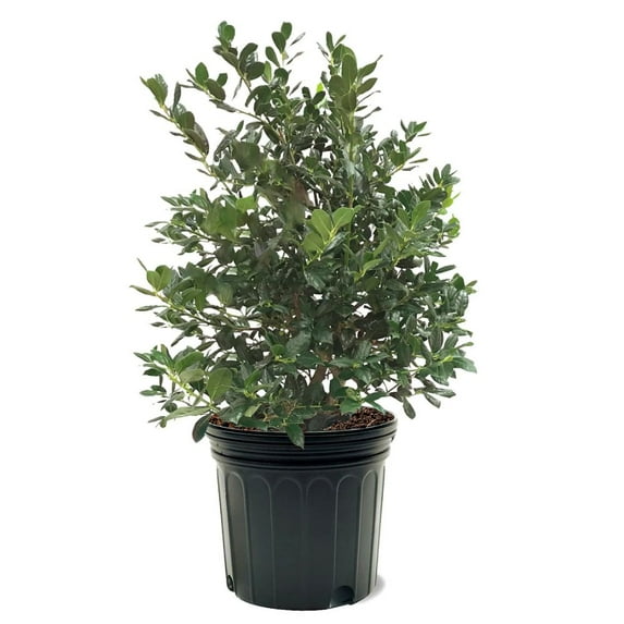 Expert Gardener 3-4 ft tall Nellie R. Stevens Holly Live Tree in 7-Gallon Grower Pot