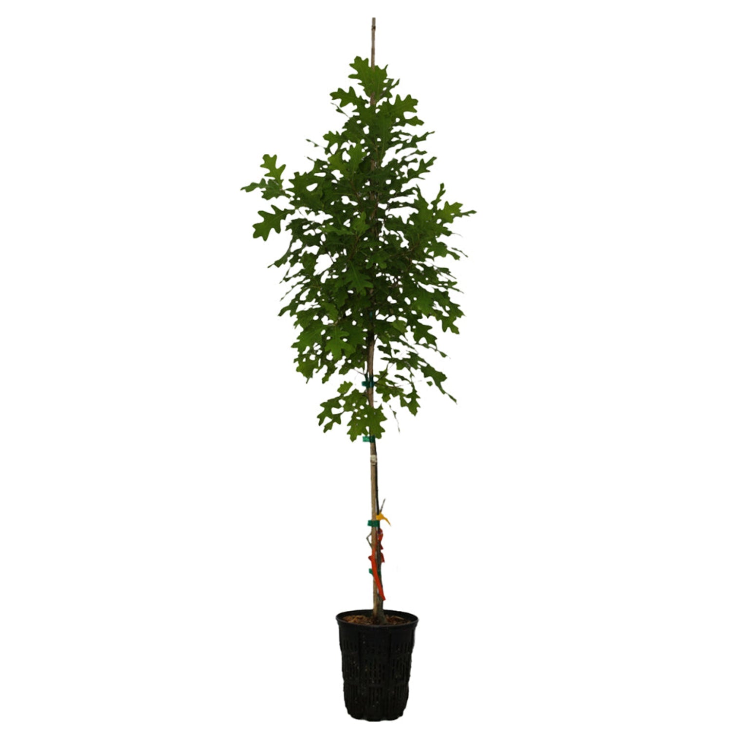 Expert Gardener 3-4' Oak New Madrid Live Tree in 1 gal. Grower Pot