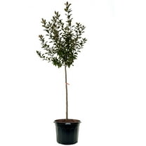 Expert Gardener 3-4 ft tall Profusion Crabapple Live Tree in 7-Gallon Grower Pot