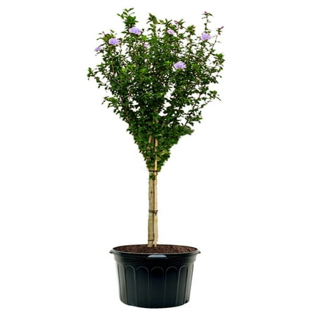 Expert Gardener 3-4 ft tall Purple Althea Tree Form Live Tree in 7-Gallon Grower Pot
