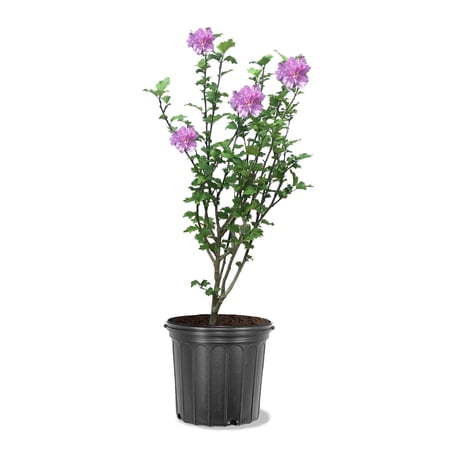 Expert Gardener 3-4 ft tall Purple Althea Live Shrub in 7-Gallon Grower Pot