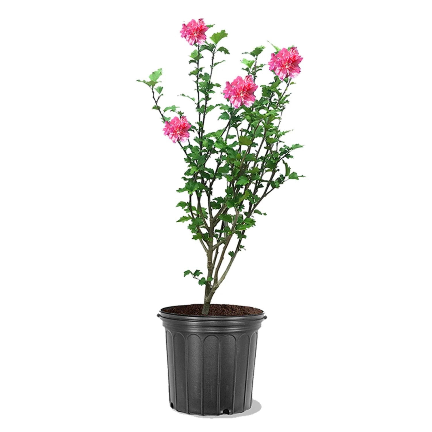 Expert Gardener 3-4 ft tall Red Althea Live Shrub in 7-Gallon Grower Pot
