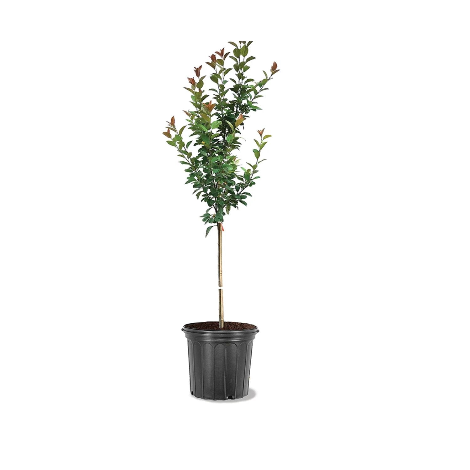 Expert Gardener 3-4 ft tall Robinson Crabapple Live Tree in 7-Gallon Grower Pot