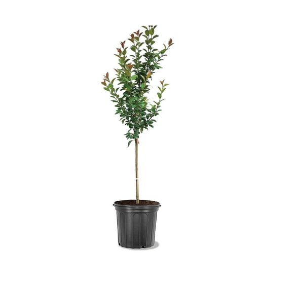 Expert Gardener 3-4 ft. tall Robinson Crabapple Live Tree in 7-Gallon Grower Pot