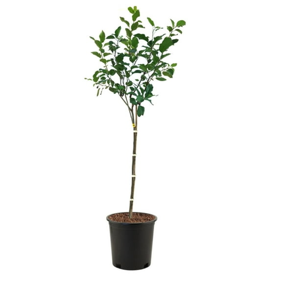 Expert Gardener 3-4 ft tall Anna Semi-Dwarf Apple Live Tree in 7-Gallon Grower Pot