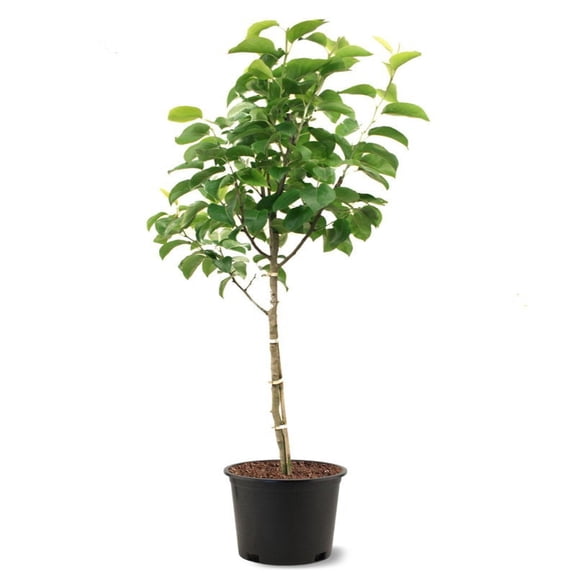 Expert Gardener 3-4 ft tall Shinseiki Asian Pear Live Tree in 7-Gallon Grower Pot