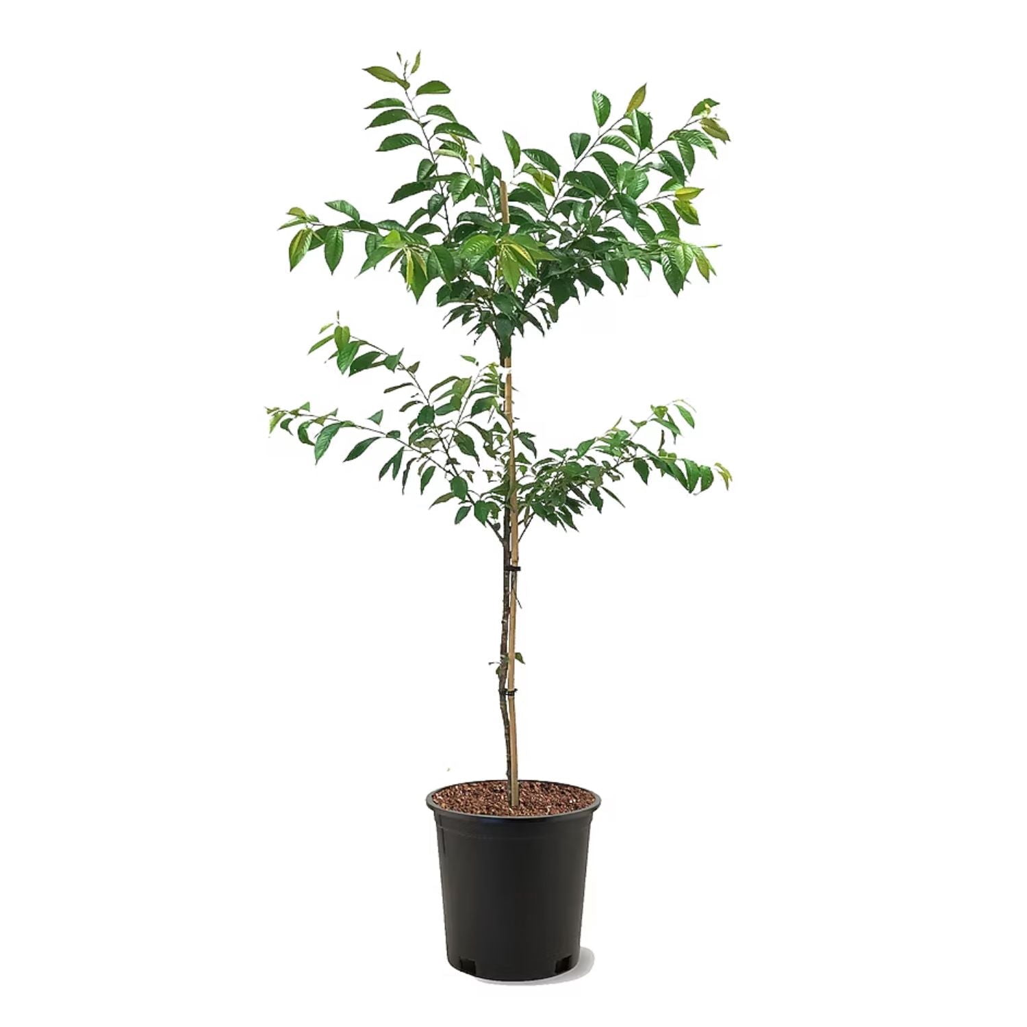 Expert Gardener 3-4 ft. tall Shirofugen White Flowering Cherry Live Tree in 7-Gallon Grower Pot