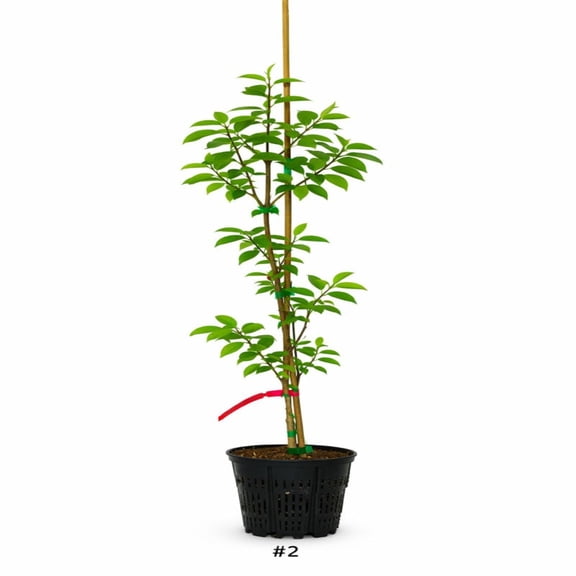 Expert Gardener 3-4' Snowbell Evening Light Live Tree in 1 gal. Grower Pot