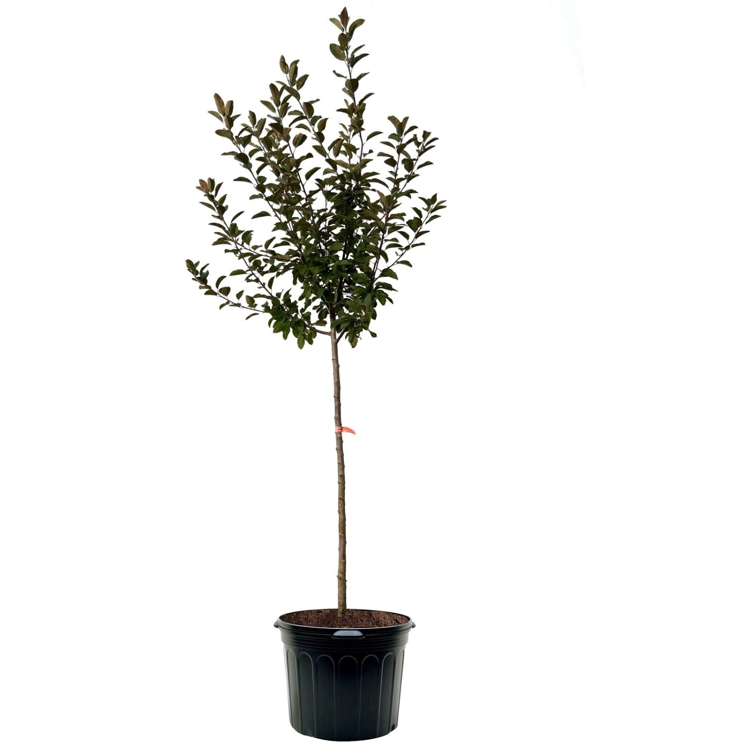 Expert Gardener 3-4 ft tall Sugar Tyme Crabapple Live Tree in 7-Gallon Grower Pot