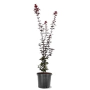 Expert Gardener 3-4 ft tall Twomblys Red Sentinel Japanese Maple Tree in 7 gal. Grower Pot