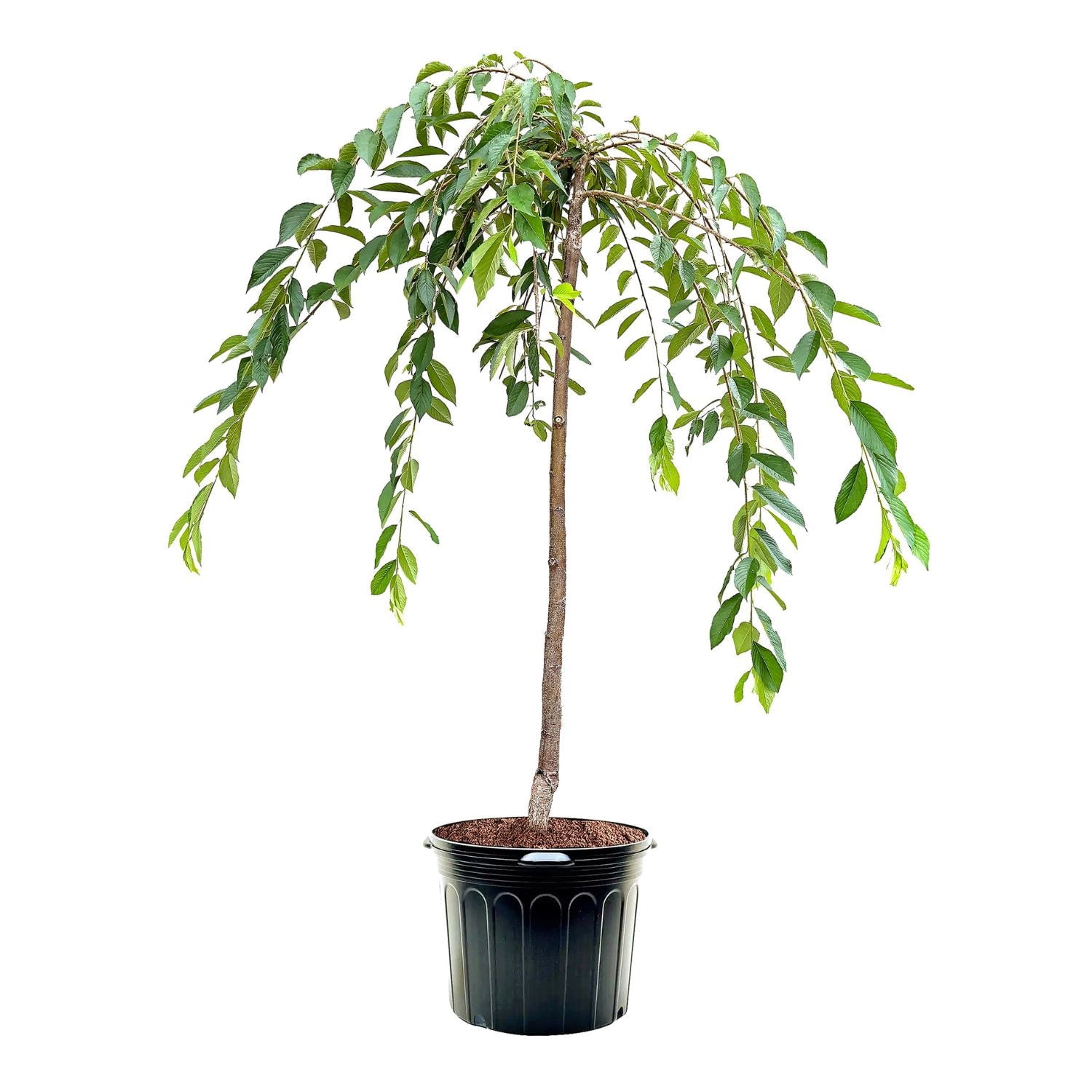Expert Gardener 3-4 ft. tall Weeping Pink Flowering Cherry Live Tree in 7-Gallon Grower Pot