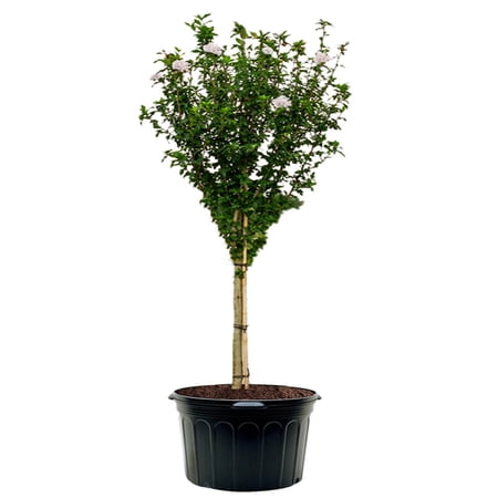 Expert Gardener 3-4 ft tall White Althea Tree Form Live Tree in 7-Gallon Grower Pot