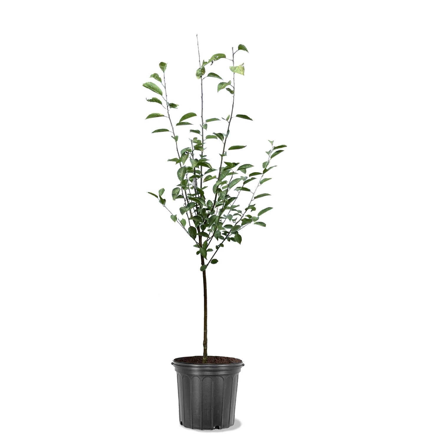 Expert Gardener 3-4 ft tall Yoshino White Flowering Cherry Live Tree in 7-Gallon Grower Pot