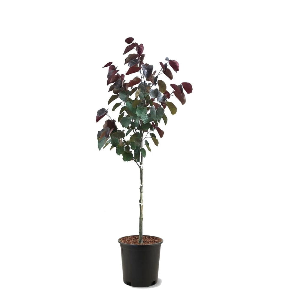 Expert Gardener 3-4 ft. Forest Pansy Redbud Live Tree in 7-Gallon Grower Pot