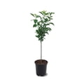 thumbnail image 1 of Expert Gardener 3-4 ft. Santa Rosa Plum Live Tree in 7-Gallon Grower Pot, 1 of 5