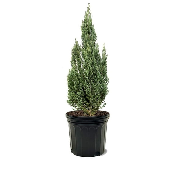 Expert Gardener 3-4 ft. tall Blue Pointe Juniper Live Tree in 7- Gallon Grower Pot