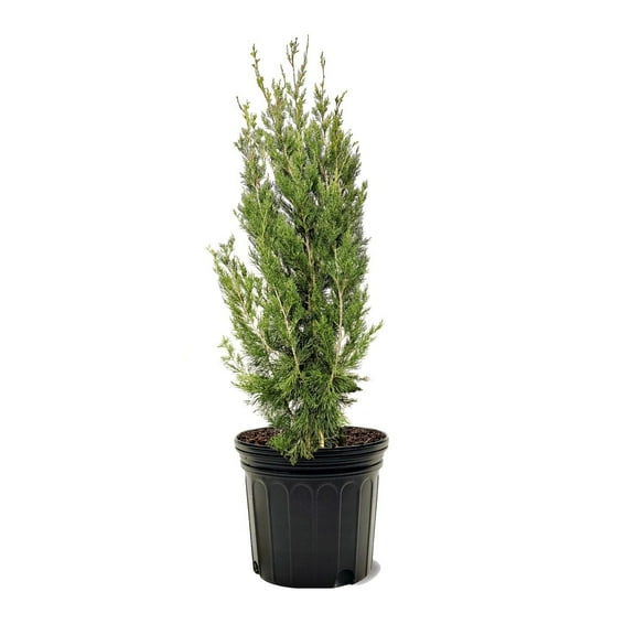 Expert Gardener 3-4 ft. tall Broodie Juniper Live Tree in 7- Gallon Grower Pot