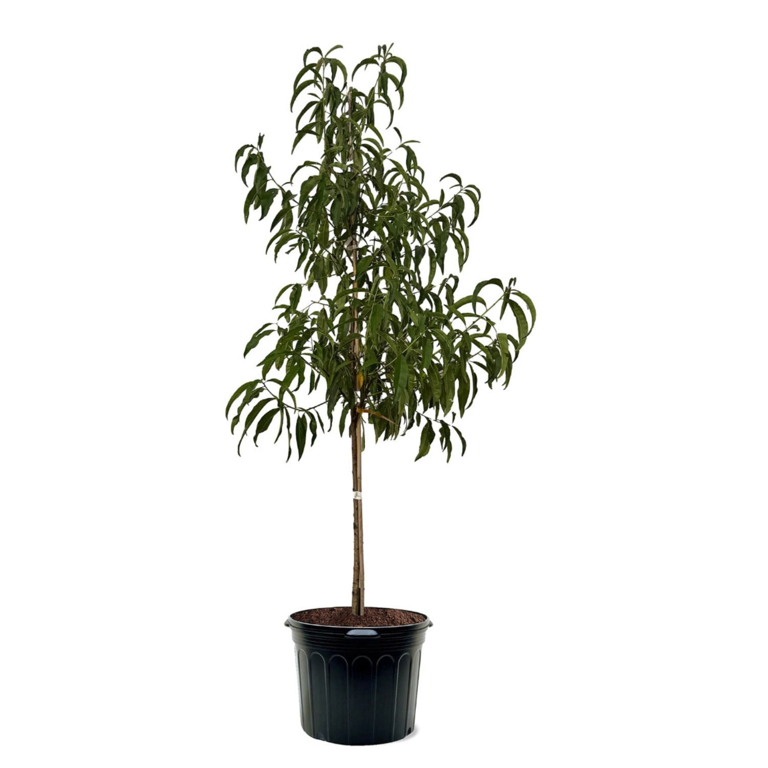 Expert Gardener 3-4 ft. tall Flordario Peach Live Tree in 7- Gallon Grower Pot