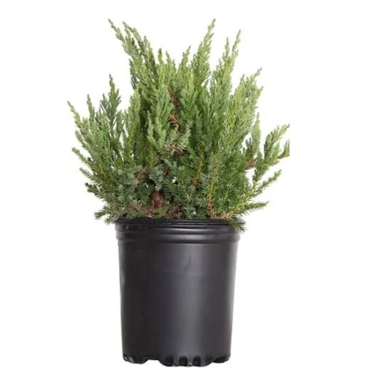 Expert Gardener 3-4 ft. tall Fuzzy Wuzzy Juniper Live Tree in 7- Gallon ...