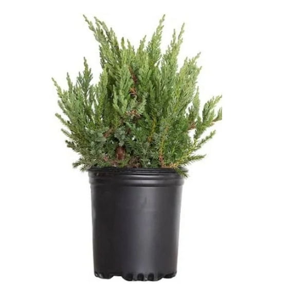 Expert Gardener 3-4 ft. tall Fuzzy Wuzzy Juniper Live Tree in 7- Gallon Grower Pot