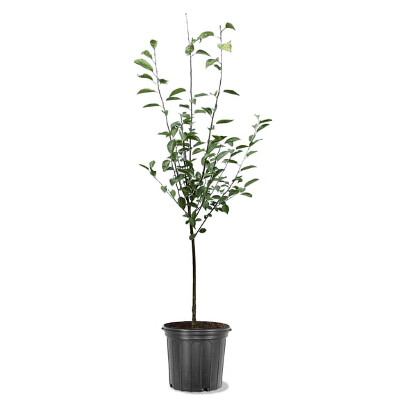 Expert Gardener 3-4 ft tall Lambert Semi-Dwarf Fruiting Cherry Live Tree in 7-Gallon Grower Pot