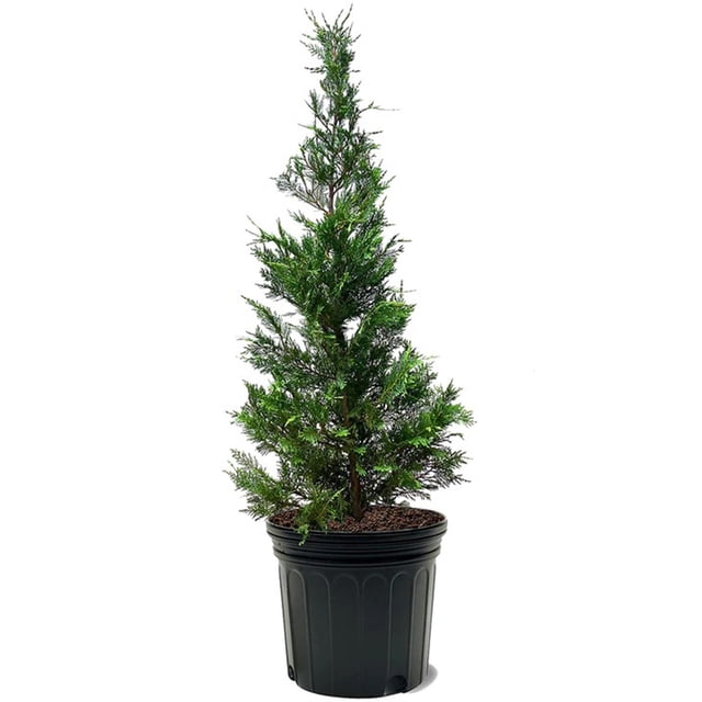 Expert Gardener 3-4 ft tall Leyland Cypress Live Tree in 7-Gallon ...