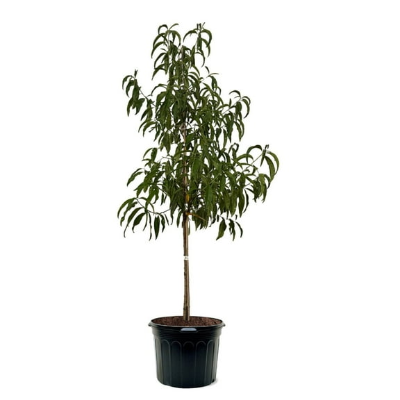 Expert Gardener Mid Pride Peach Tree, 3-4 Feet Tall, 7-Gallon Pot
