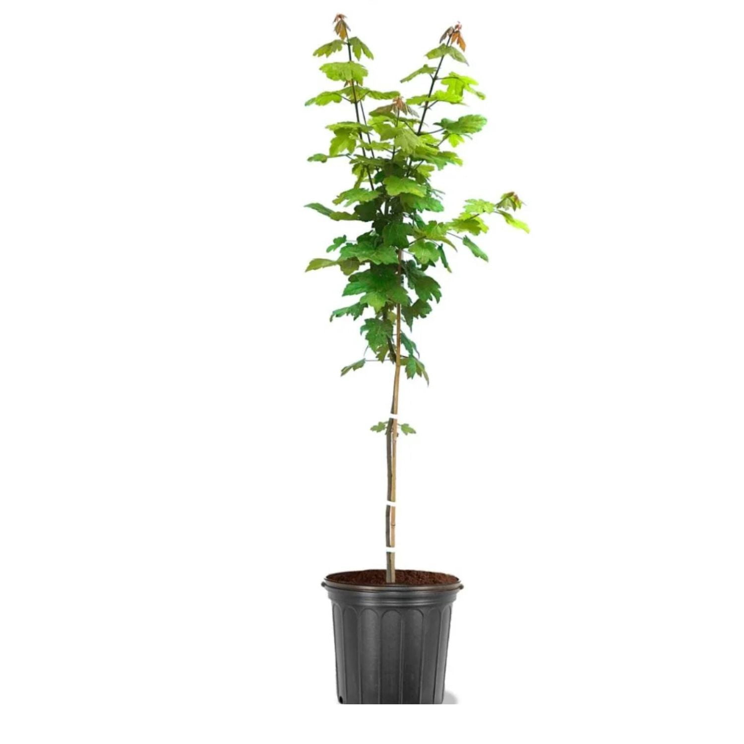 Expert Gardener 3-4 ft. tall Red Maple Live Tree in 7- Gallon Grower Pot