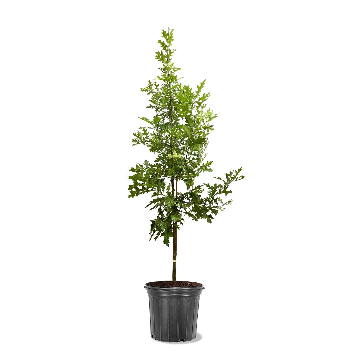 Expert Gardener 3-4 ft. tall Red Oak Live Tree in 7- Gallon Grower Pot