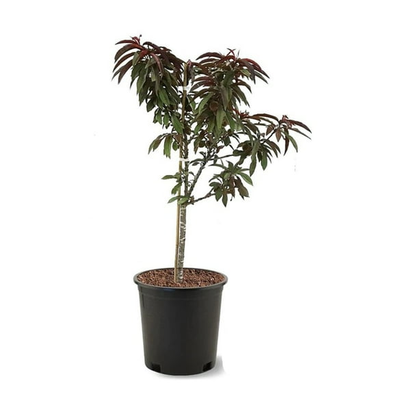 Expert Gardener 3-4 ft. tall Ruby Ruffle Patio Peach Live Tree in 7- Gallon Grower Pot