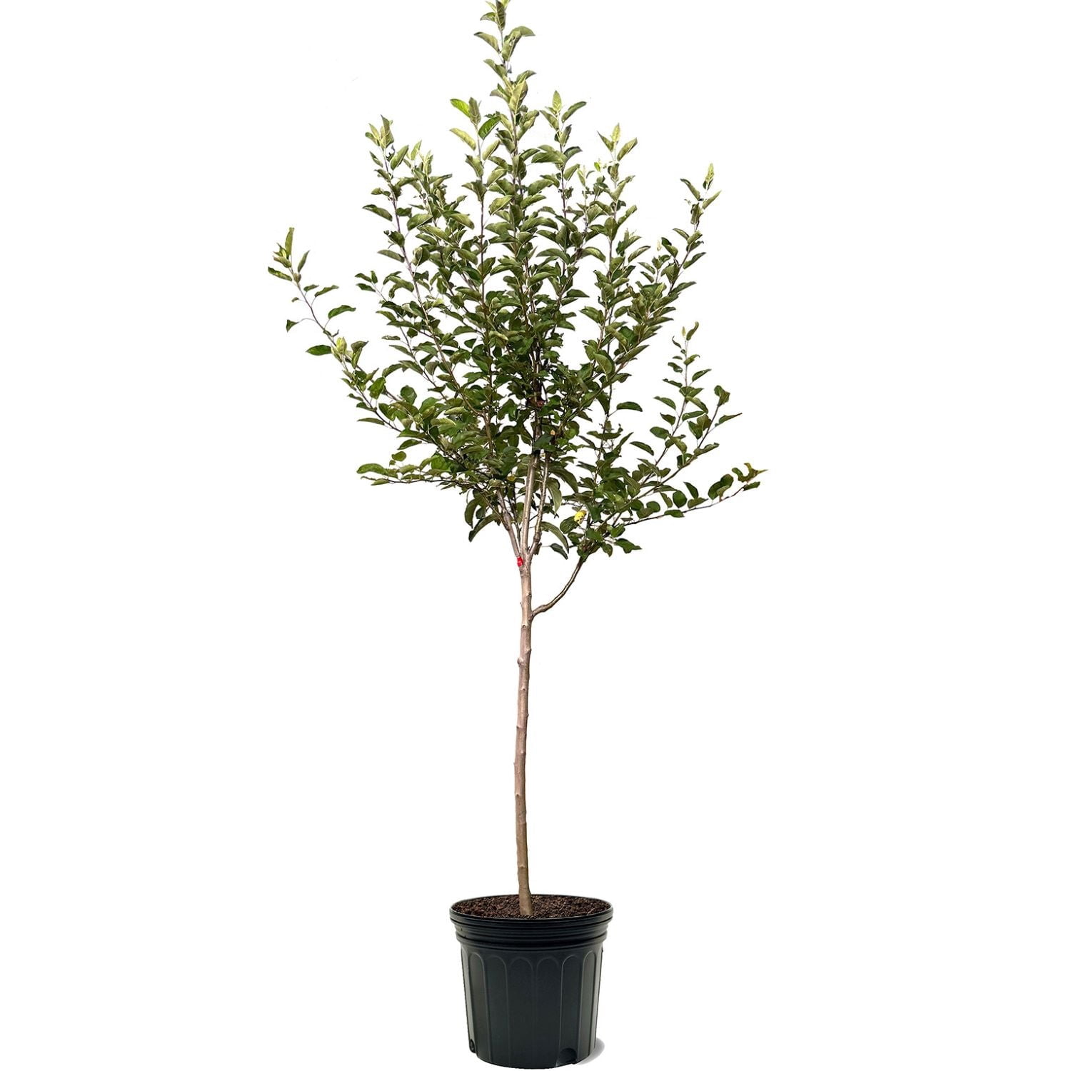 Expert Gardener 3-4 ft. tall Semi Dwarf Gala Apple Live Tree in 7- Gallon Grower Pot