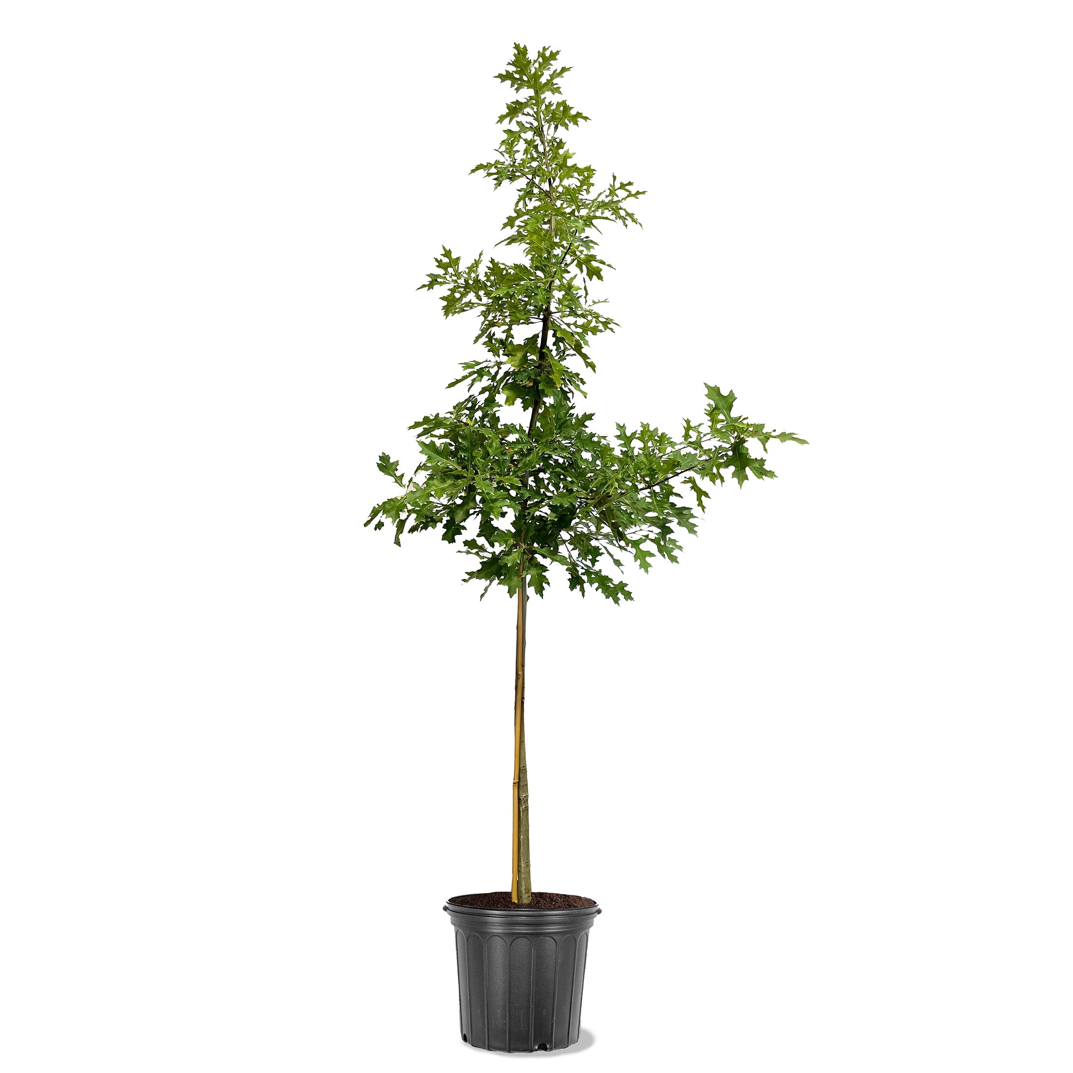 Expert Gardener 3-4 ft. tall Shumard Oak Live Tree in 7- Gallon Grower Pot