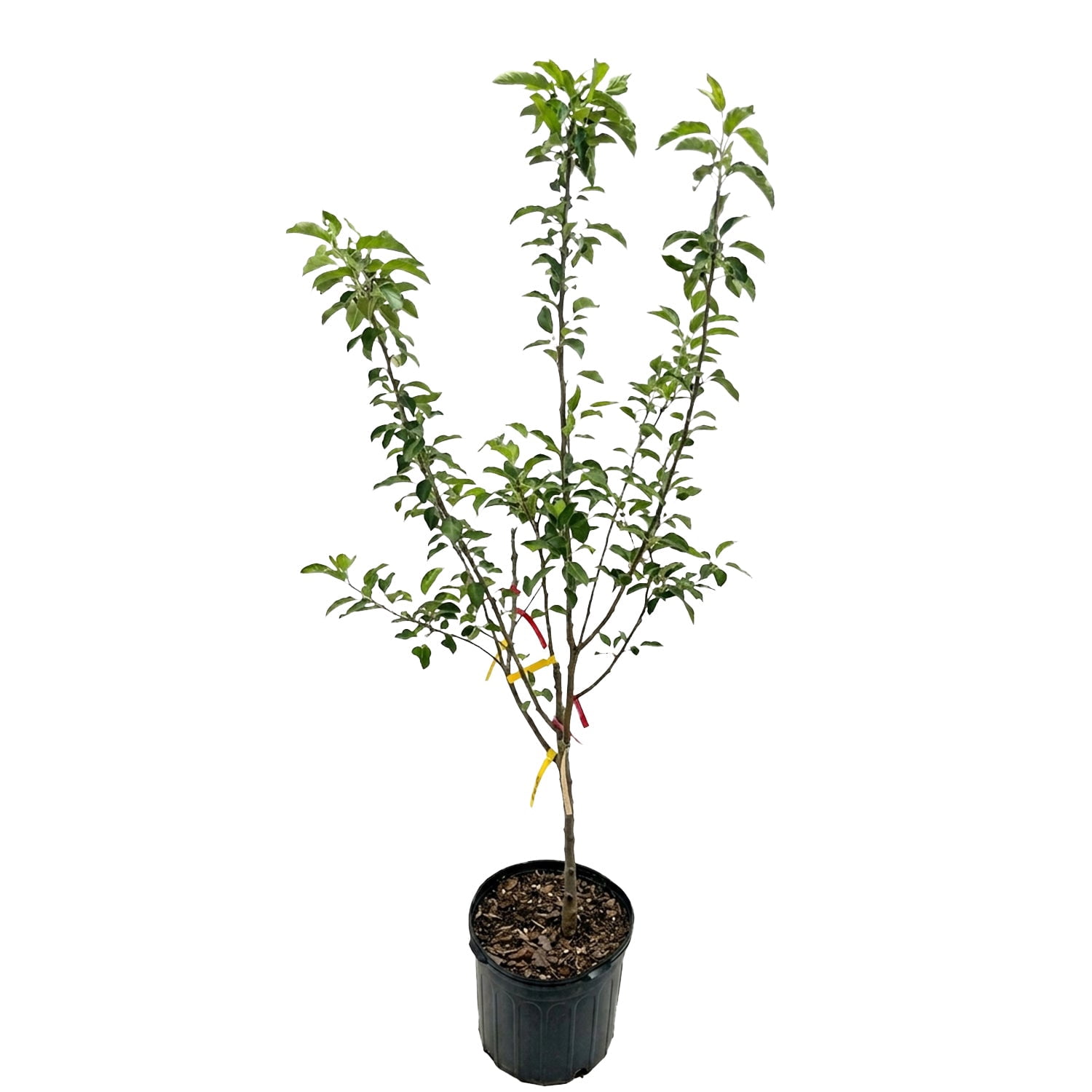Expert Gardener 3-4 ft. tall 5-1 Apple Live Tree