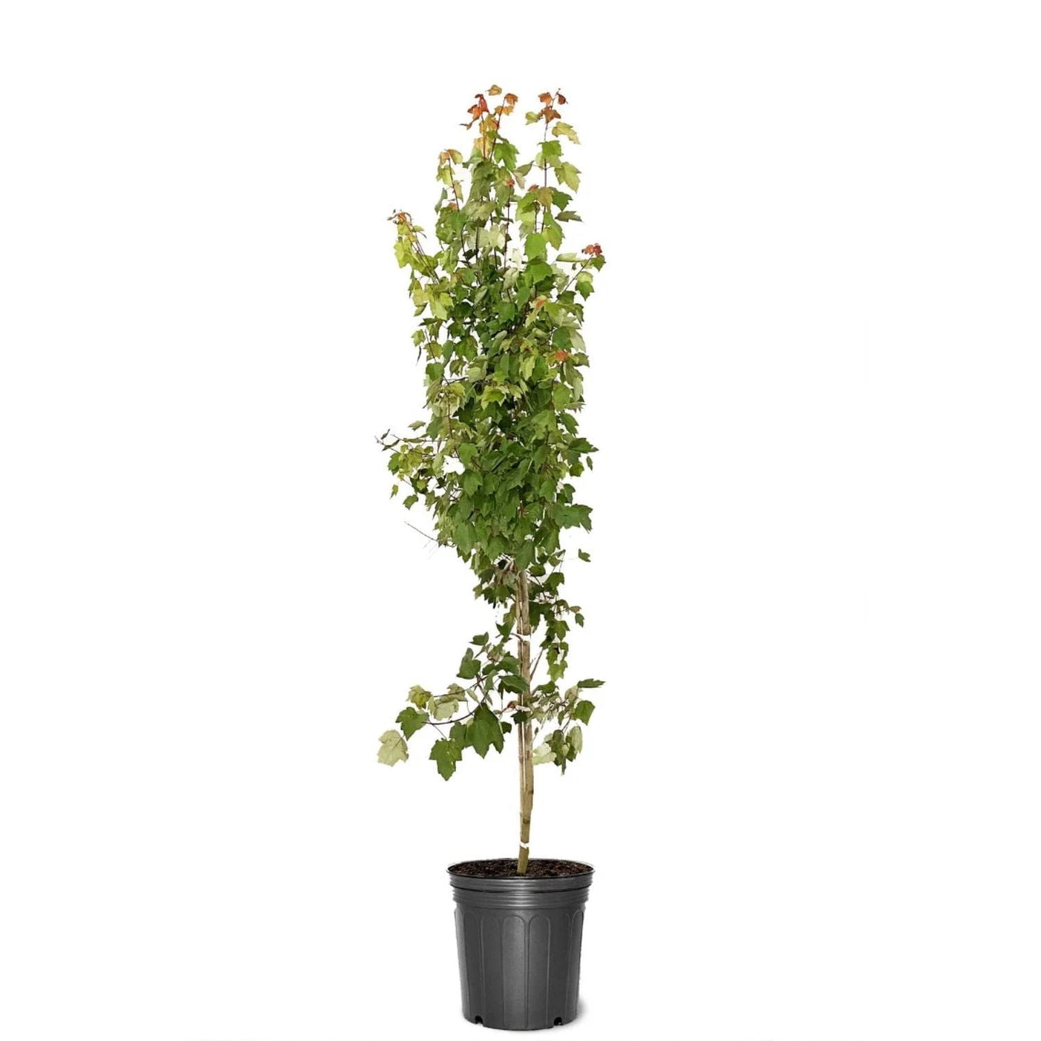 Expert Gardener 3-4 ft. tall Summer Red Maple Live Tree in 7- Gallon Grower Pot