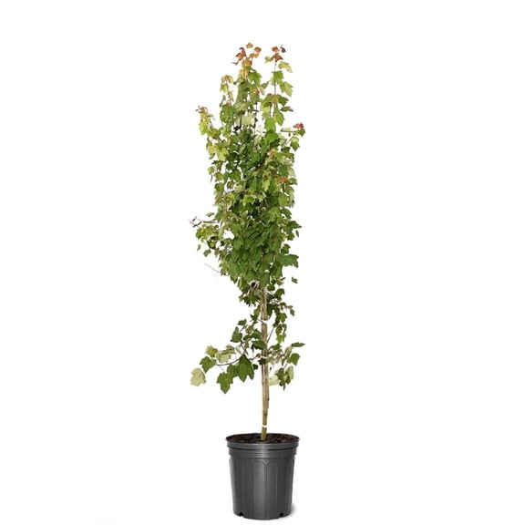 Expert Gardener 3-4 ft. tall Summer Red Maple Live Tree in 7- Gallon Grower Pot