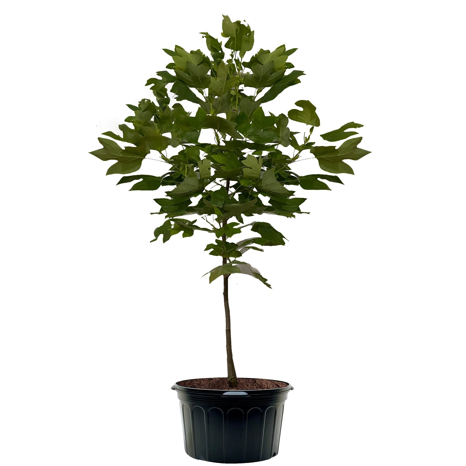 Expert Gardener 3-4 ft. tall Tulip Poplar Live Tree in 7- Gallon Grower Pot