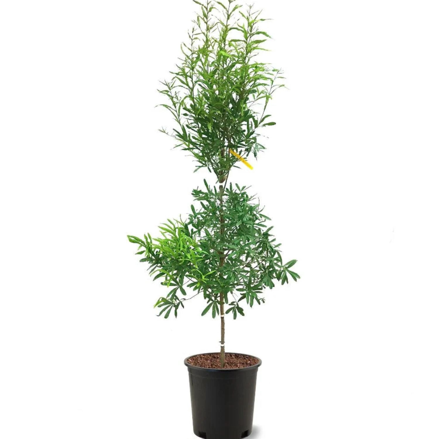 Expert Gardener 3-4 ft. tall Willow Oak Live Tree in 7- Gallon Grower Pot