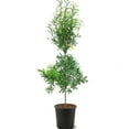 thumbnail image 1 of Expert Gardener 3-4 ft. tall Willow Oak Live Tree in 7- Gallon Grower Pot, 1 of 6