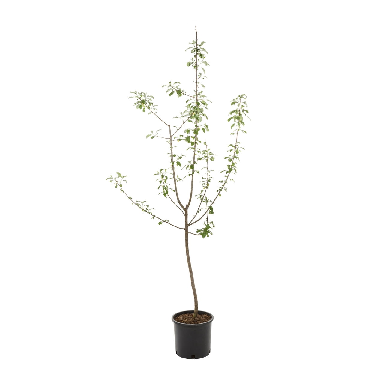 Expert Gardener 3.75gal Arkansas Black Apple Tree Live Plants Sun 1-Pack