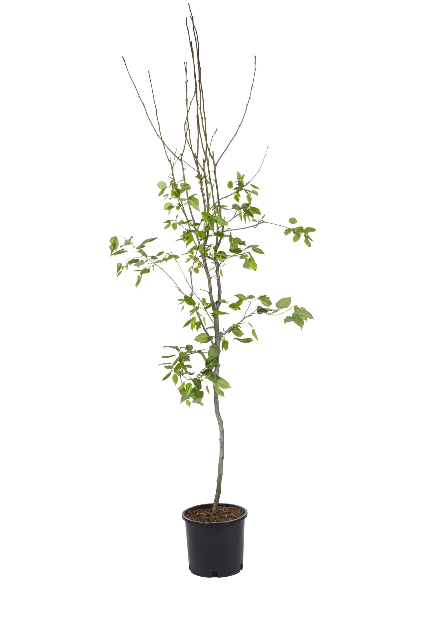 Expert Gardener Bartlett Pear Live Tree in 3.75-Gallon Grower Pot